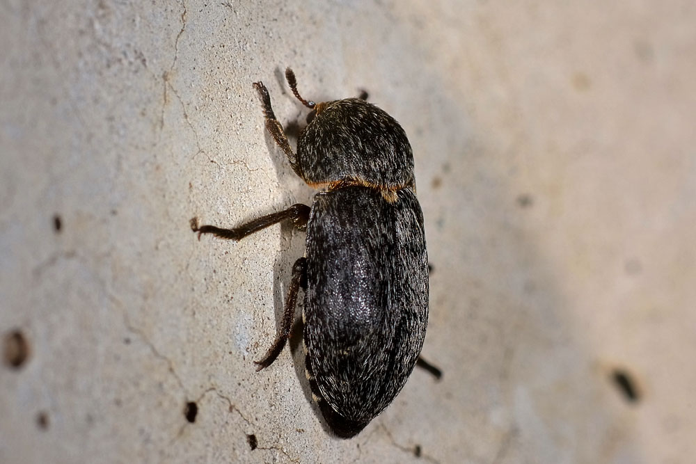 Dermestes laniarius (Dermestidae)